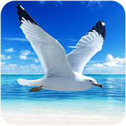 海鸥模拟器游戏