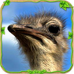 愤怒的鸵鸟模拟器经典版