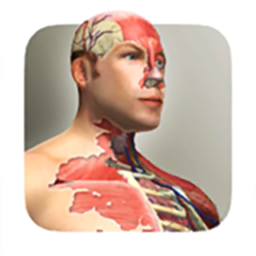 放置人体模型官方版